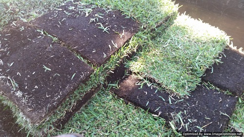 St Augustine Floratam Sod Installation