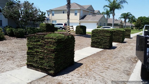 sod installation in doctor phillips