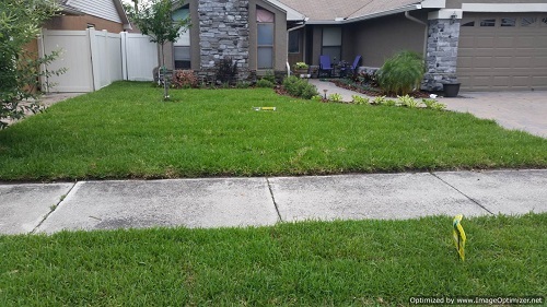 sod installation in ocoee