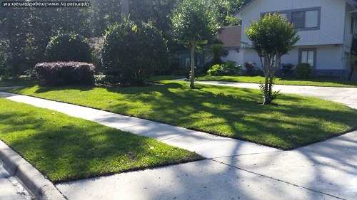 sod service in pine castle