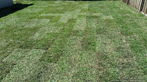 sod installation in st cloud